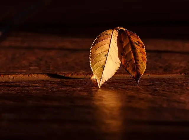 Tendencias en Accesorios Elegantes para Otoño