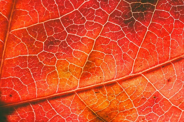 Tendencias en Moda Elegante para Otoño